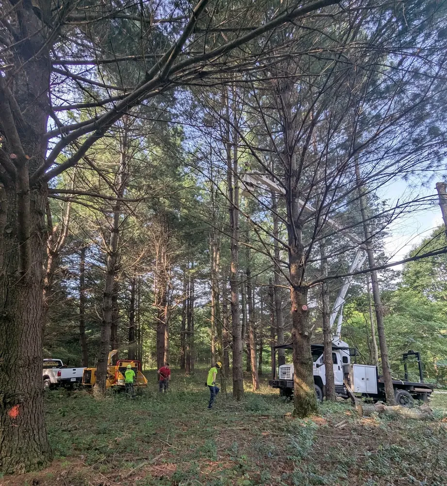 All Photos for Lightning Tree Service in Corydon, IN