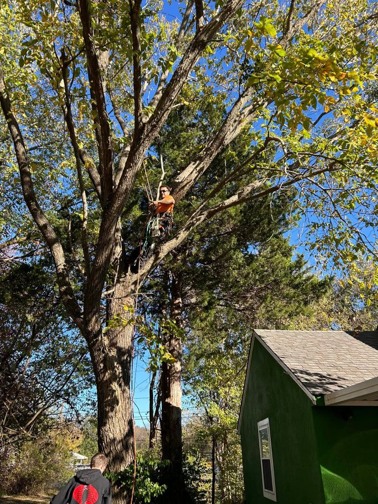 All Photos for Oklahoma Tree Guy in Bartlesville, OK