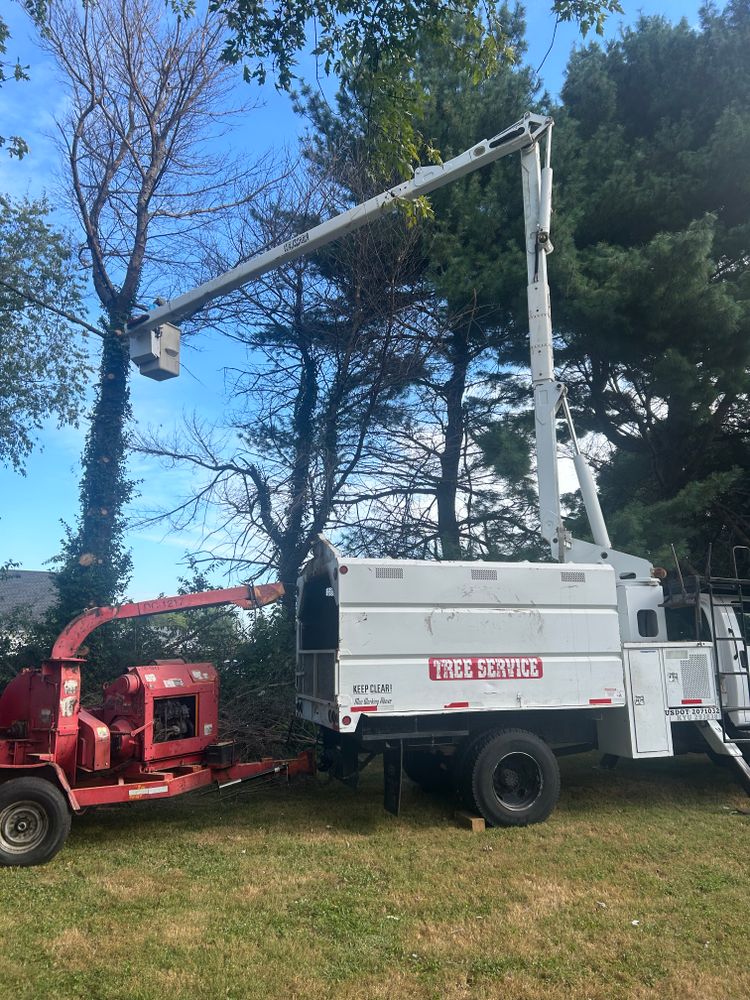 Tree Removal for Optimum Tree Service And Landscaping in Bowling Green, KY