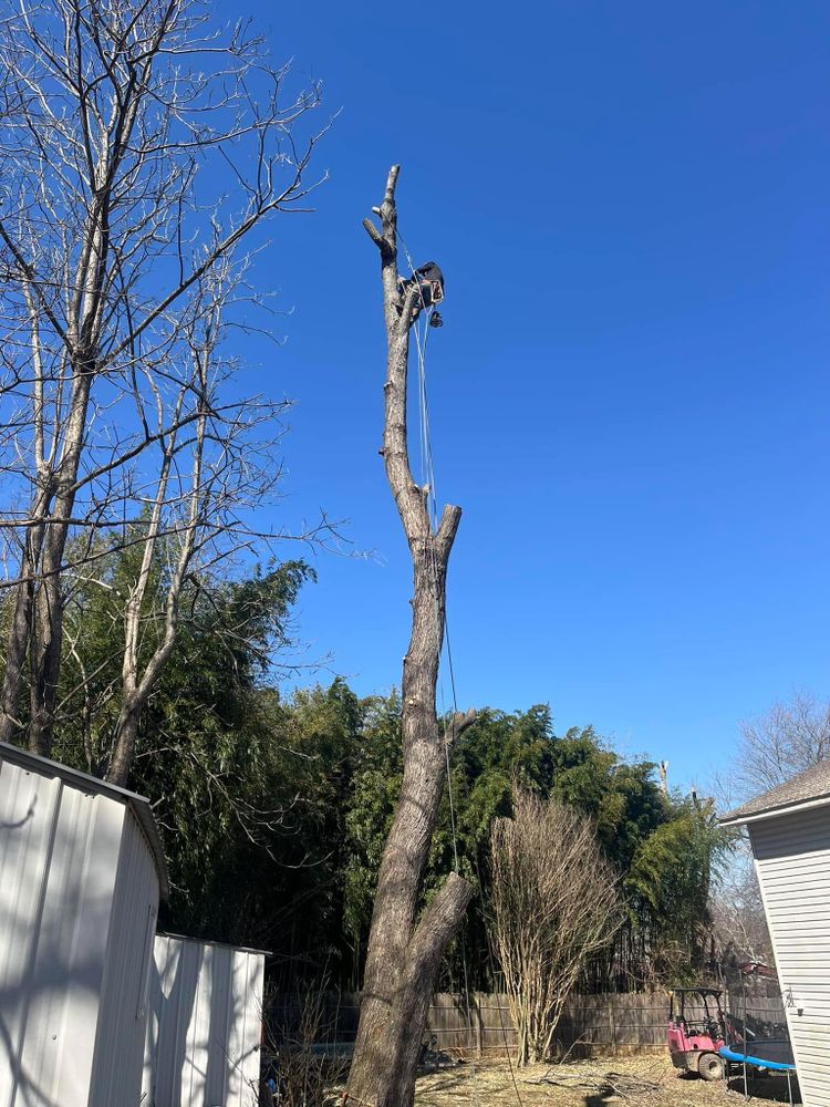 All Photos for Curtis Tree Service LLC in Hopkins County, KY