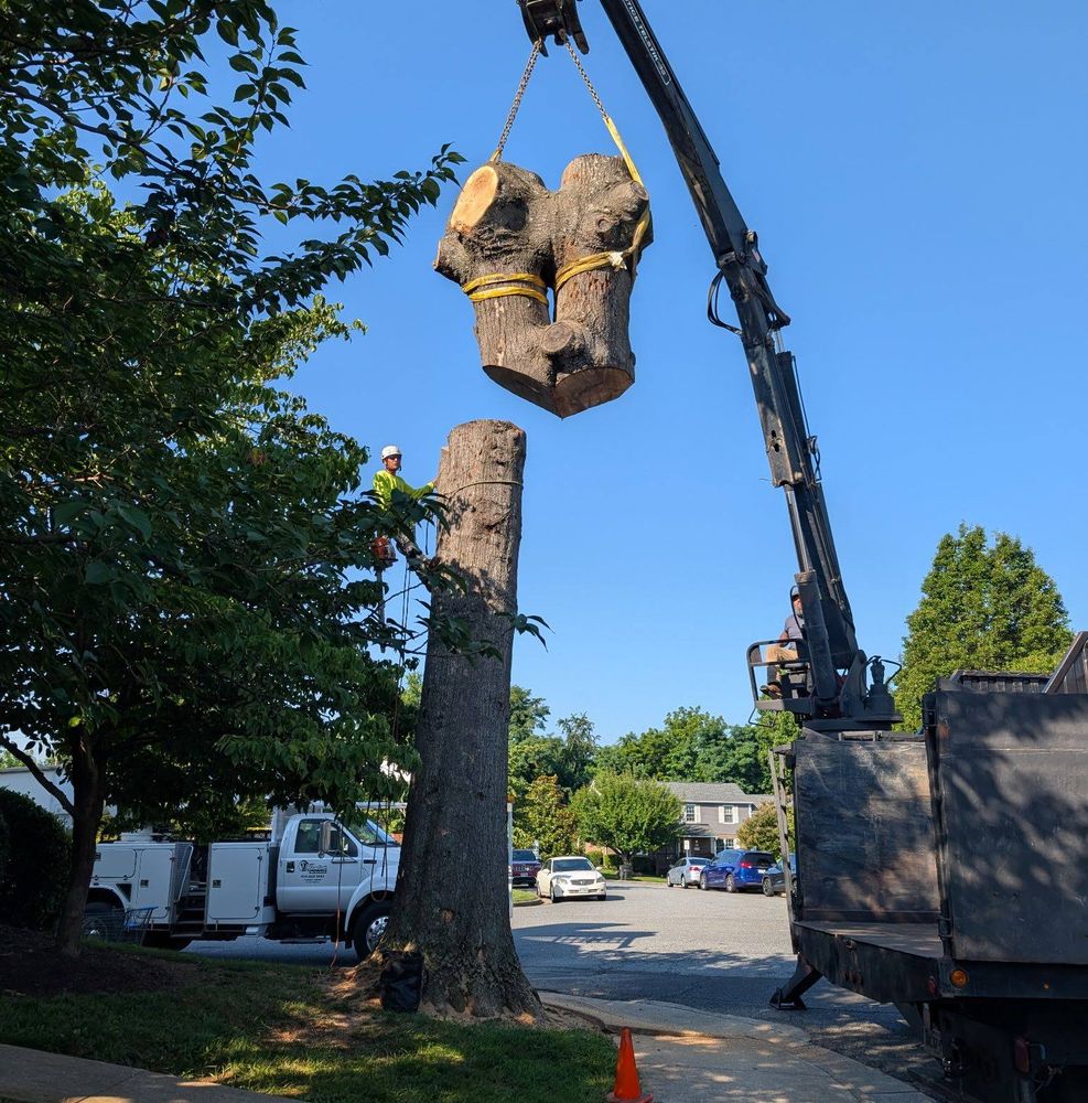 Hamlett Tree Service LLC team in Clover, VA - people or person