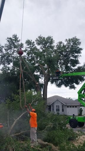 All Photos for Daniel Hickey’s Tree Service in DeLand, FL