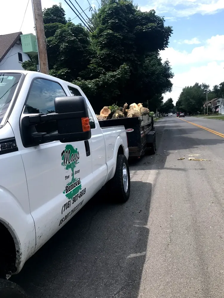 Tree Services for Mays Tree and Stump Removal in Alden, NY
