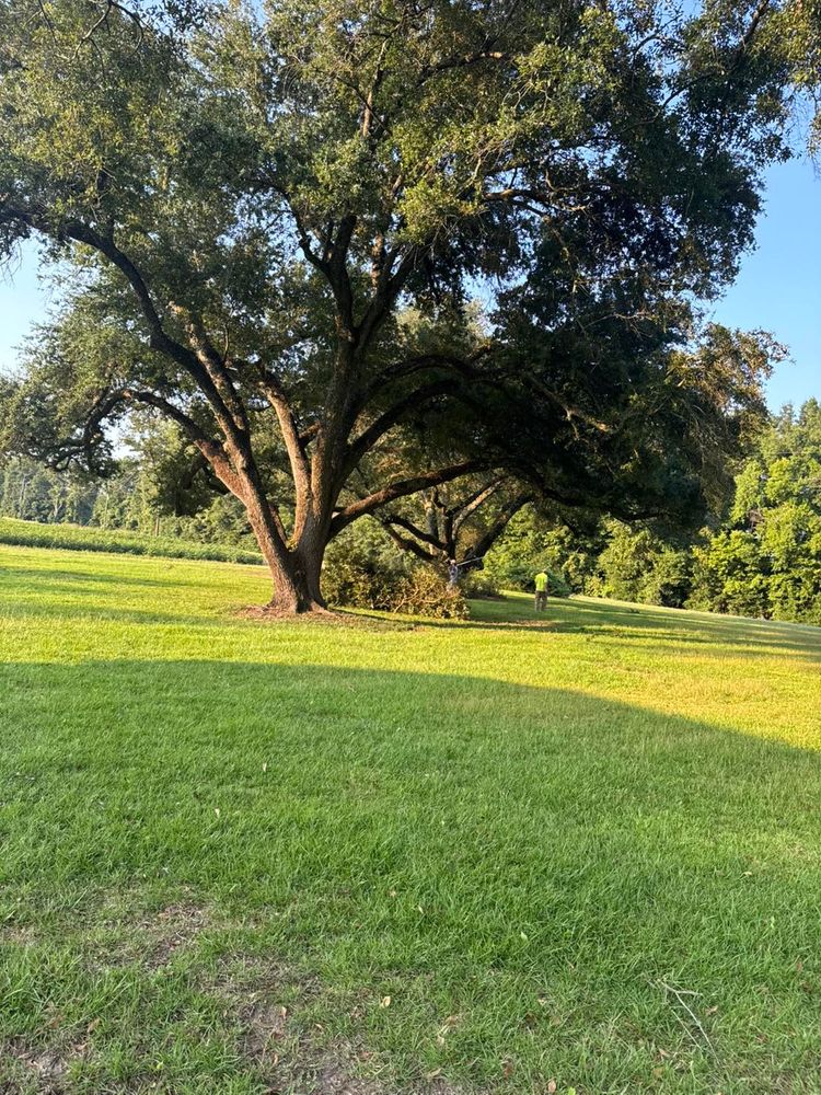 Tree Removal for Morace Tree Service in Natchez,,  MS