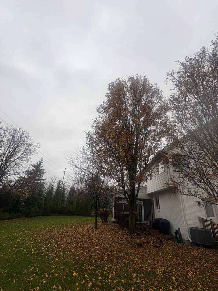 All Photos for Dig-It Tree Company in Mason, OH