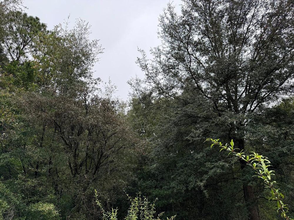 All Photos for J & E Land Clearing, LLC. in Dunnellon, FL