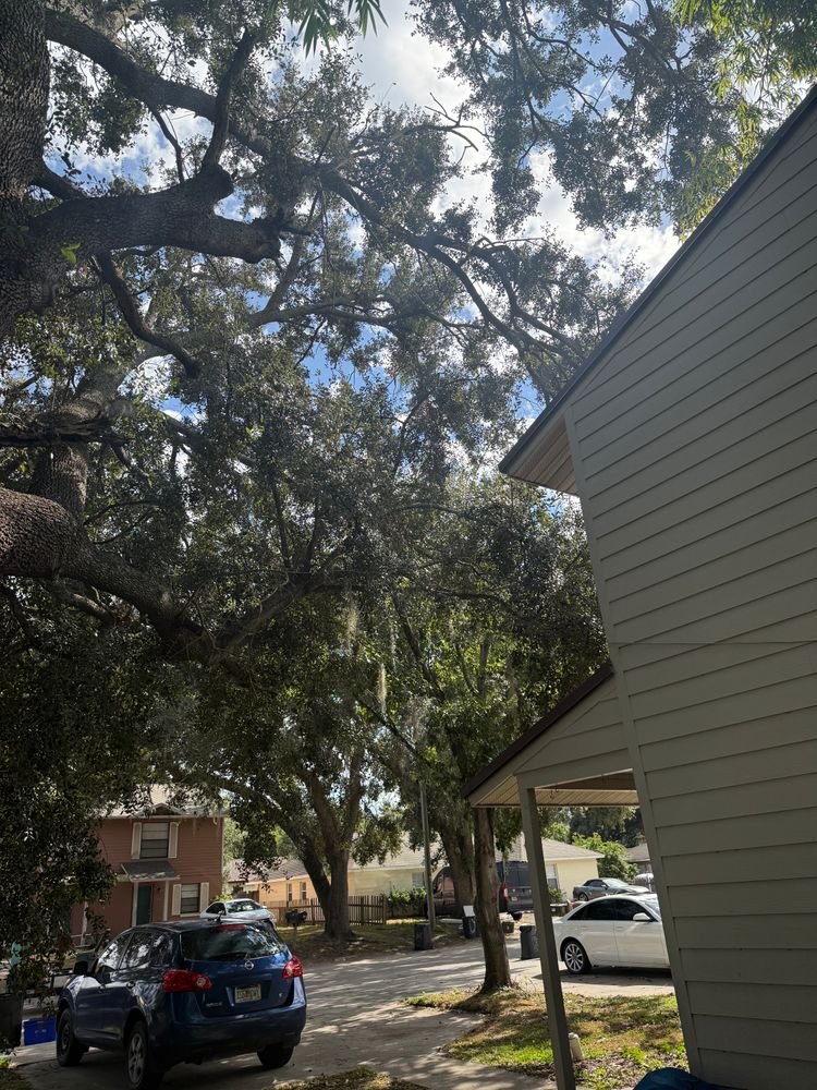 All Photos for Amerigrown Tree And Lawn in Apopka, FL