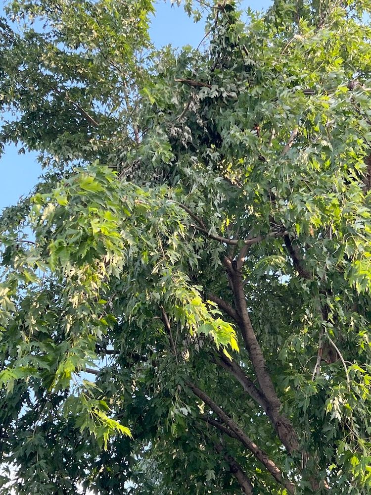 All Photos for Imber’s Tree Service LLC in Arlington, TX