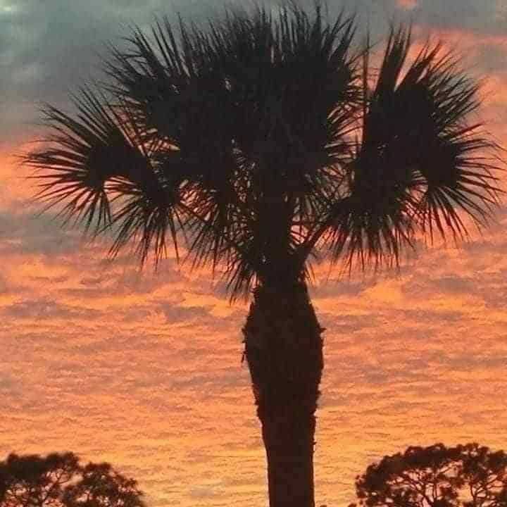 All Photos for Highlands Tree Service LLC in Avon Park, FL