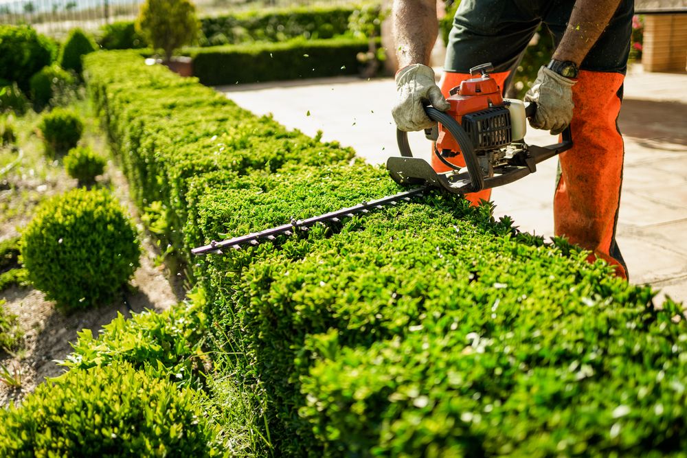 Our expert hedge trimming service enhances the curb appeal and health of your shrubs by providing precise shaping, promoting growth, and ensuring a neat appearance for your landscape. for A&D Lawn Care of Lakeland in Lakeland, FL