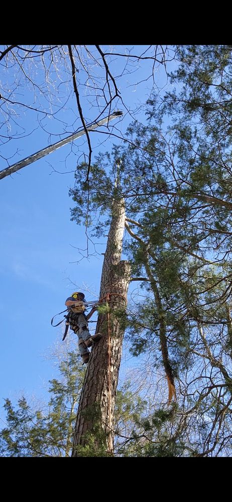 All Photos for Smith Tree Experts in Palmyra, VA