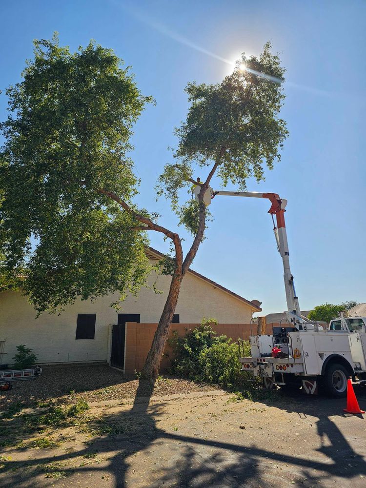 All Photos for T's Tree Service and Firewood in Apache Junction, AZ