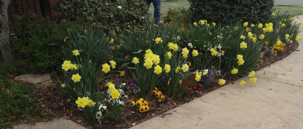 All Photos for Urban Lawn & Landscape in Oklahoma City, OK