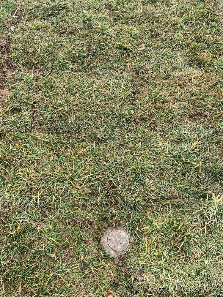 Enhance your lawn with our sodding service, providing lush, immediate green coverage while efficiently handling any obstacles like tree stumps for a seamless and beautiful outdoor transformation. for Real Deal Lawn Care in Goodlettsville, TN
