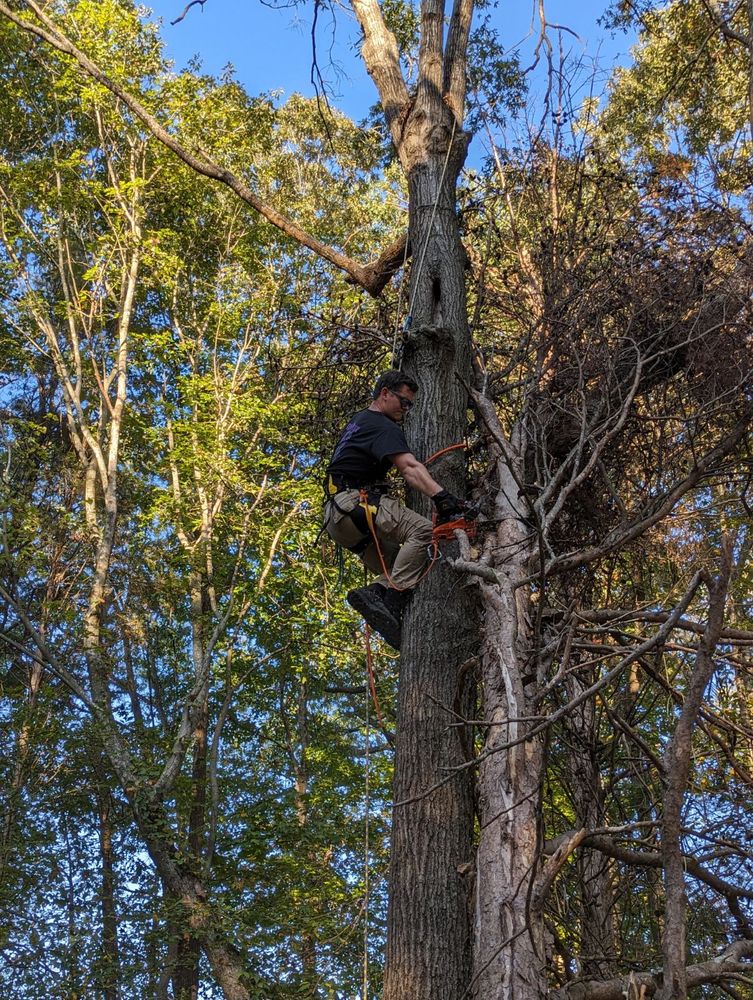 Other Services for Affordable Tree Service TN in White House, TN