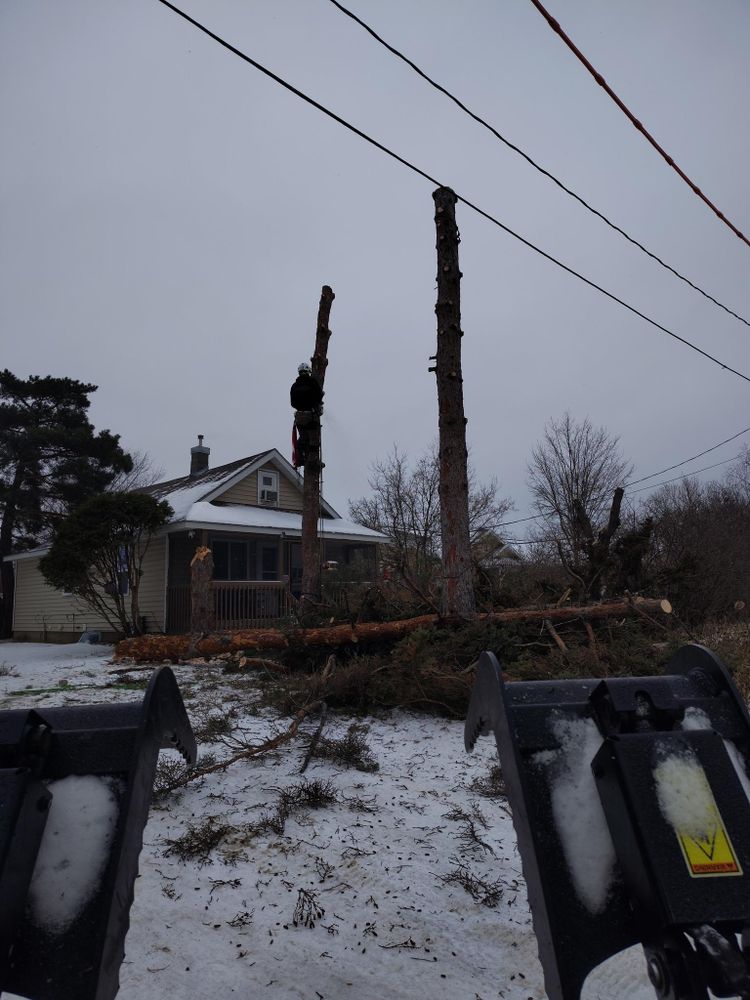 All Photos for Dan's Tree Service LLC in Bemidji, MN