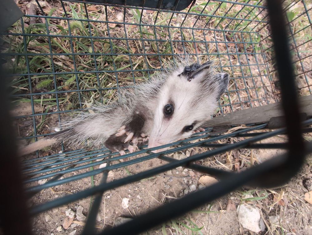 All Photos for Topper's Wildlife Removal in Garland, TX