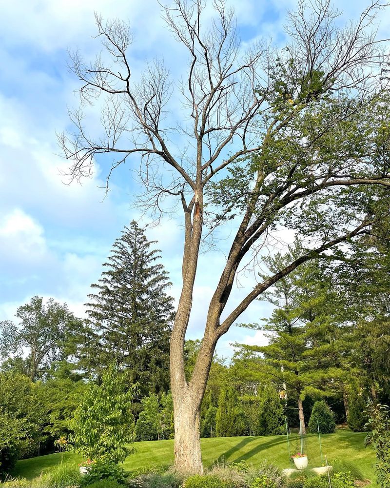 Tree Services for Moreno Landscaping in Mundelein, IL