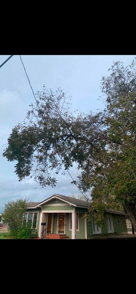 Tree Removal for Rollins Tree Service in Eastland, TX
