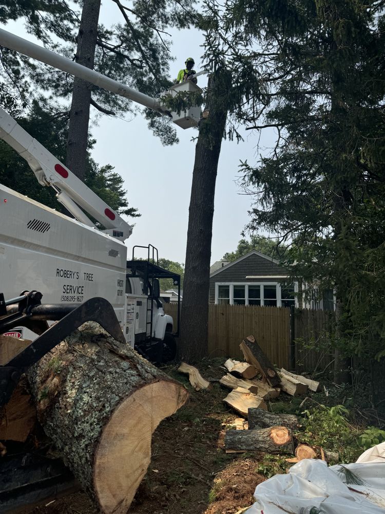 Tree Removal for Robery's Tree Service in West Wareham, MA