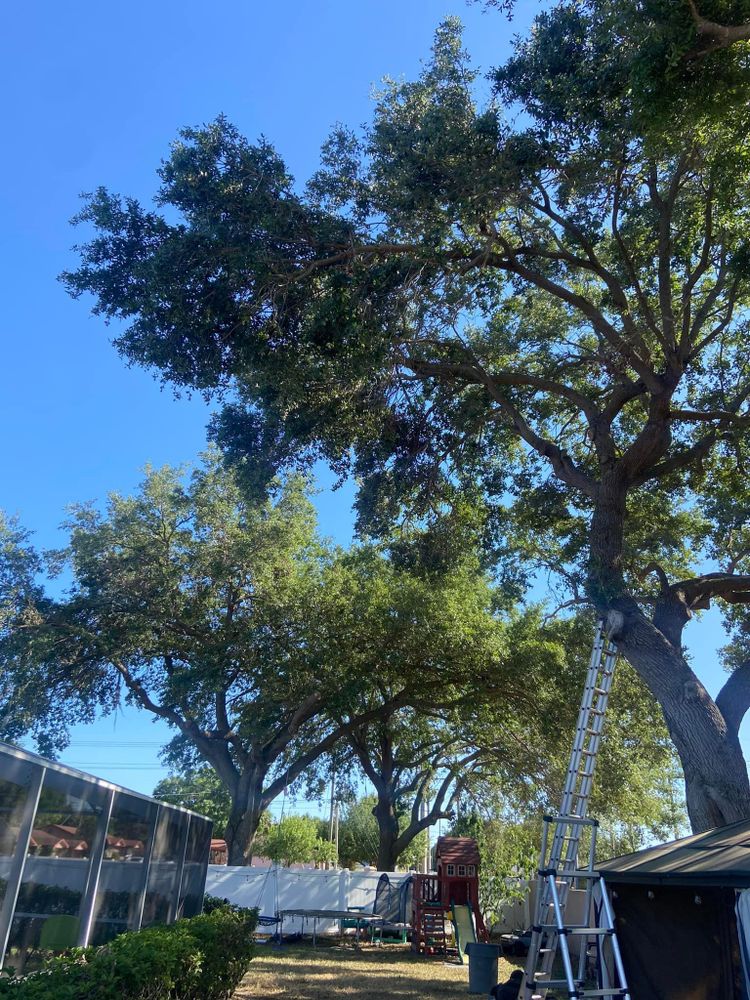 All Photos for Efficient and Reliable Tree Service in Lake Wales, FL