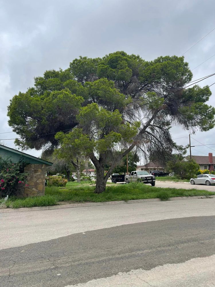 Tree Removal for Neighborhood Lawn Care and Tree Service  in San Antonio, TX