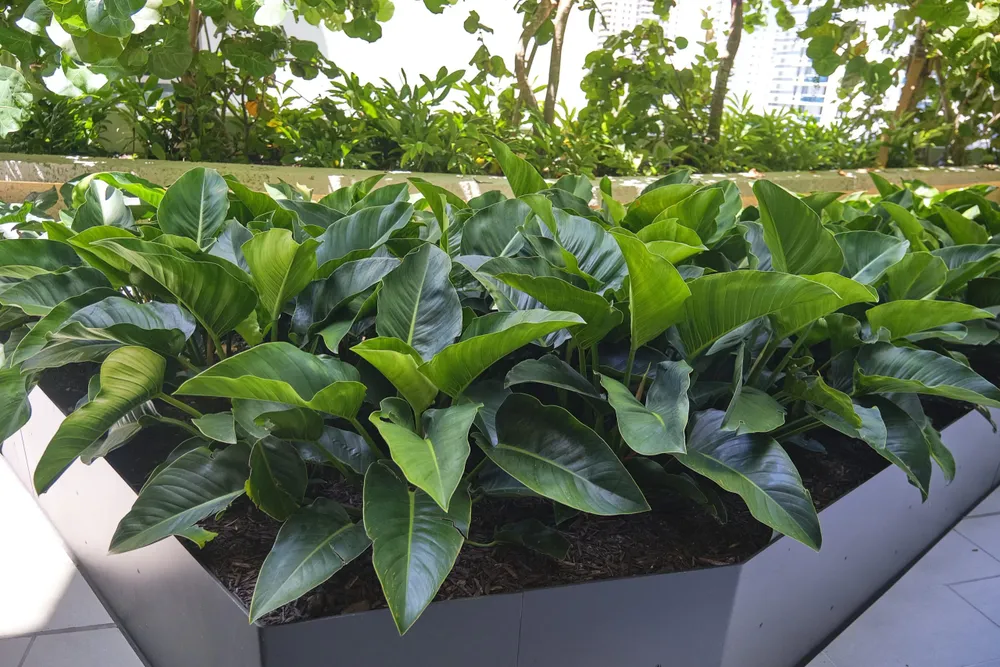 Landscape for Arazoza Brothers Corporation in Miami, FL