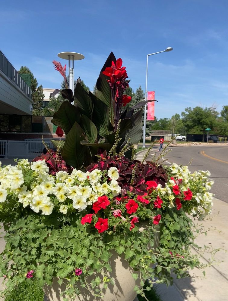 All Photos for Ecogreen Landscape in Denver, CO