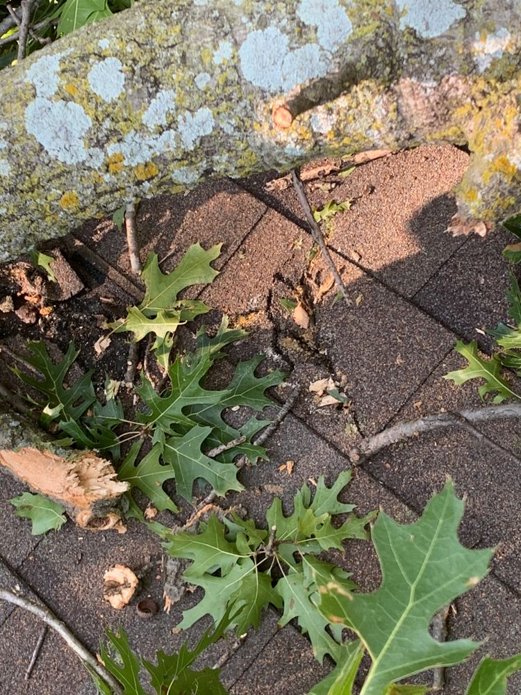 All Photos for TLC Professional Tree Service in Bedford, TX