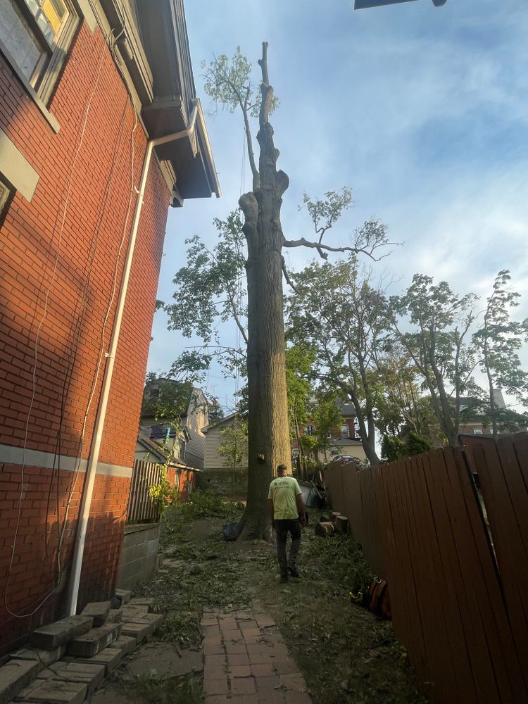All Photos for TLC Professional Tree Service in Bedford, TX