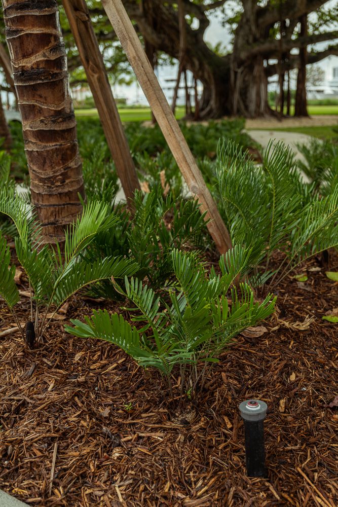 Irrigation for Arazoza Brothers Corporation in Miami, FL