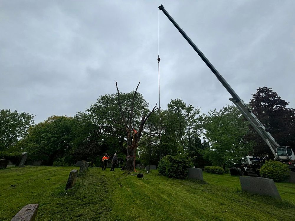 All Photos for T's Trees in Albany, NY