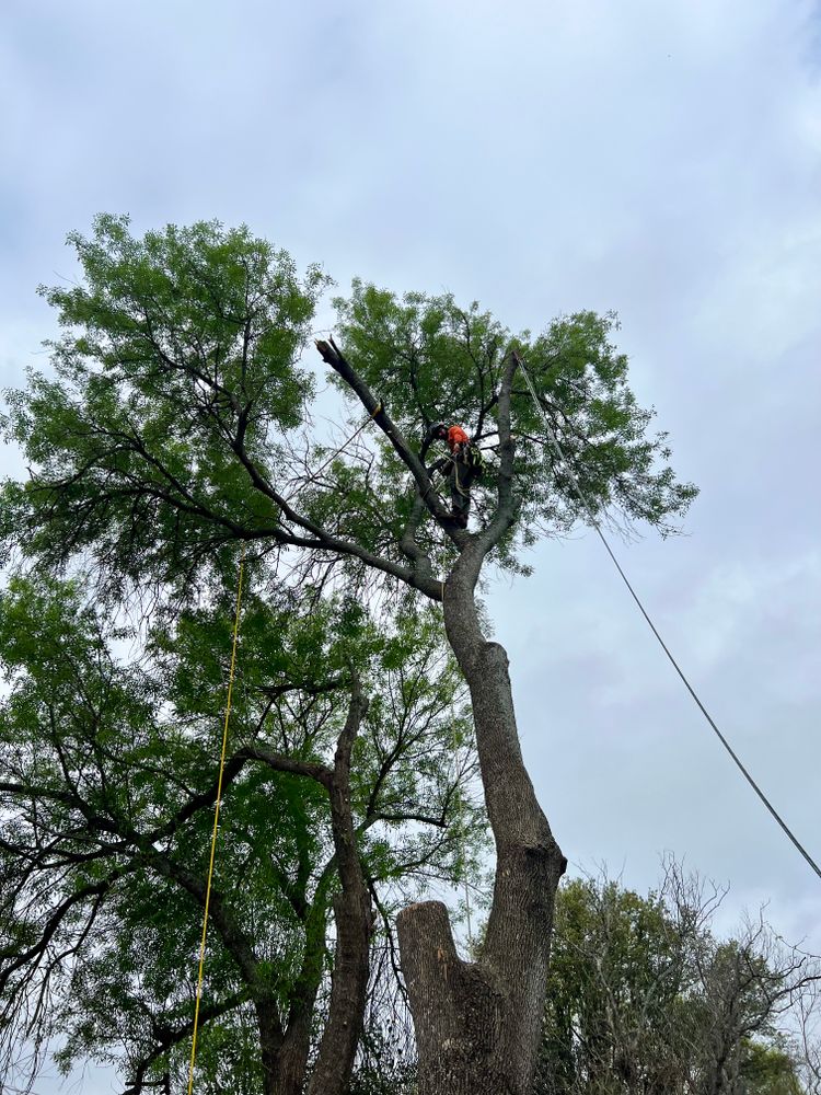 Tree climbing  for Z’s Trees LLC in Grey Forest, TX