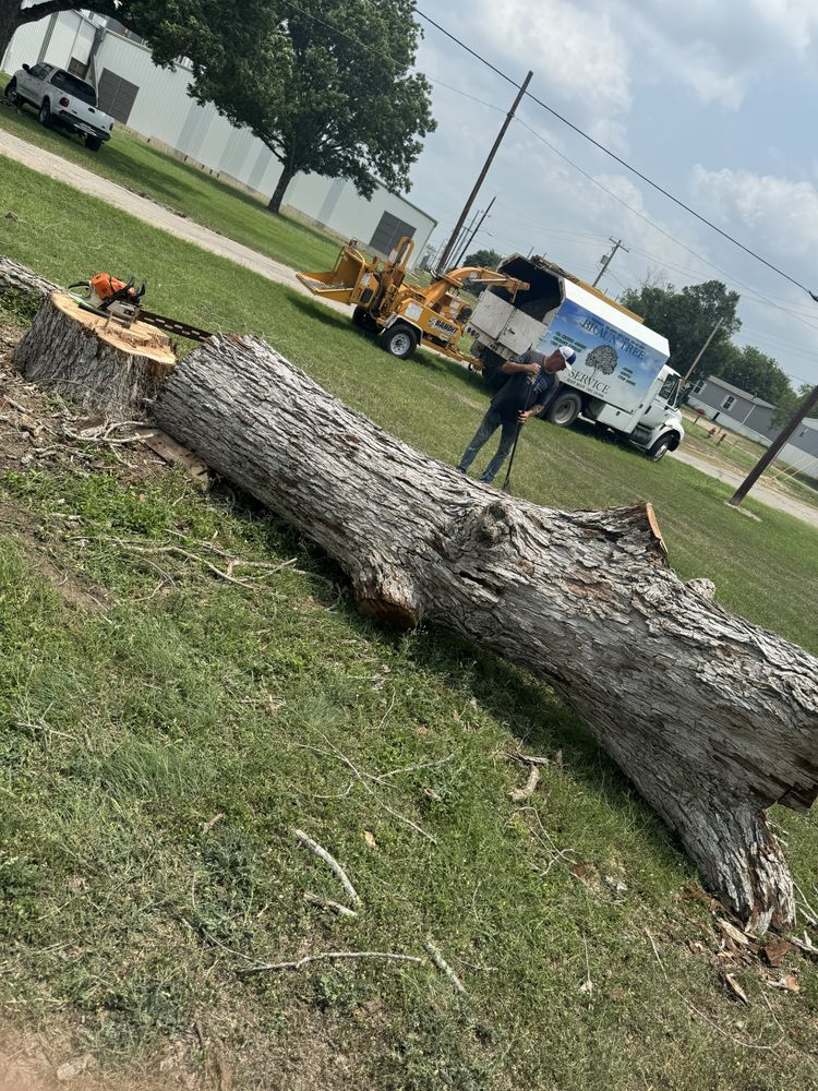 All Photos for Braun Tree Service in Floresville, Texas