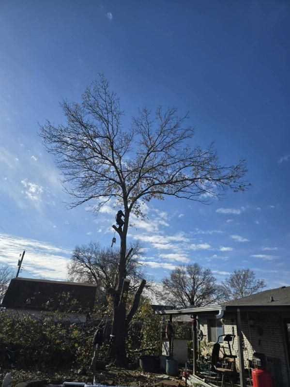 All Photos for Oklahoma Tree Guy in Bartlesville, OK