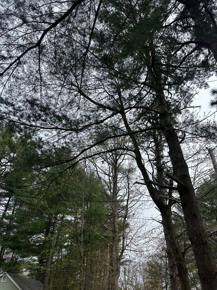 Tree Removal for Leaf and Limb in Townsend, MA