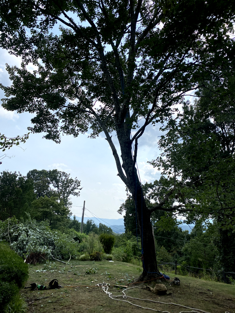 All Photos for Professional Tree Service USA in Chattanooga, TN