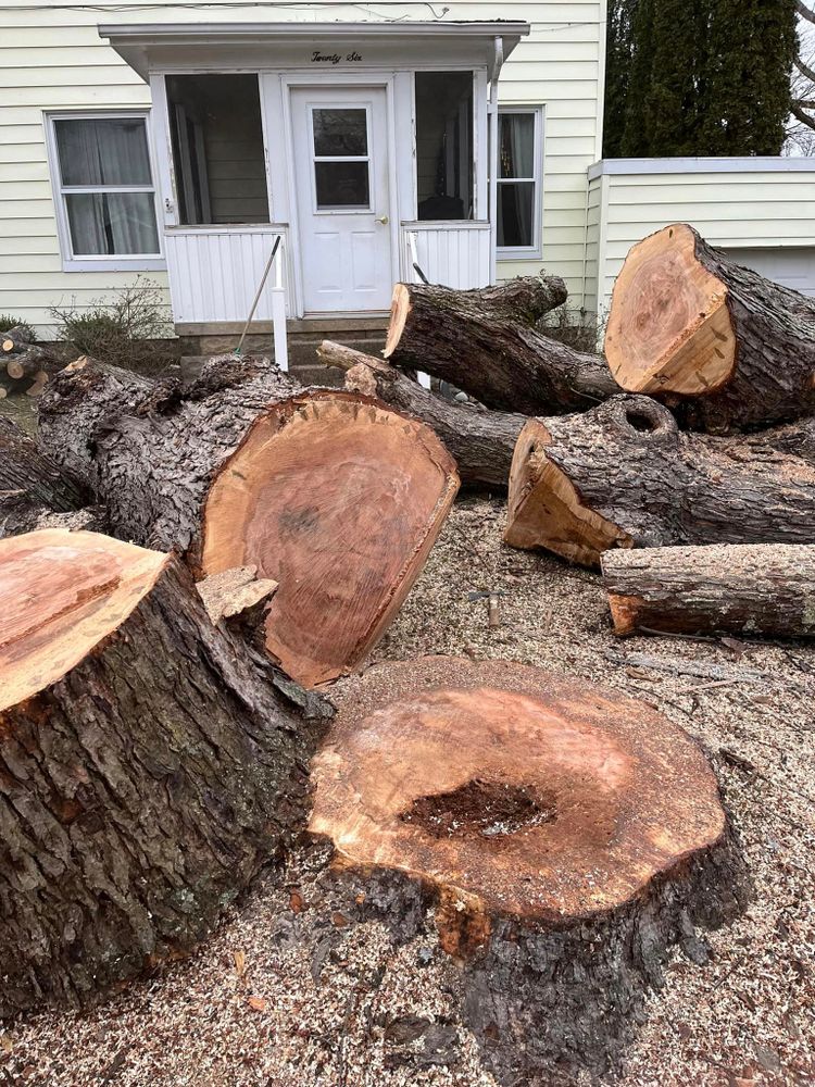 Tree Removal for J&E Tree & Excavation Services in Sandy, PA