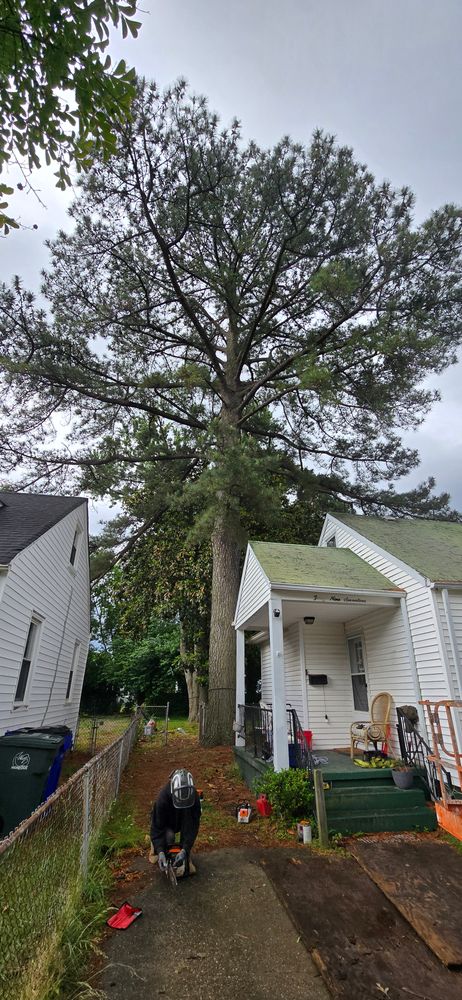 All Photos for Beach Tree Care in Virginia Beach, VA