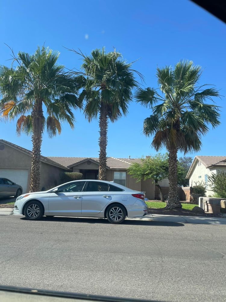 All Photos for Oliver L. Palm & Tree services in Yuma County, AZ