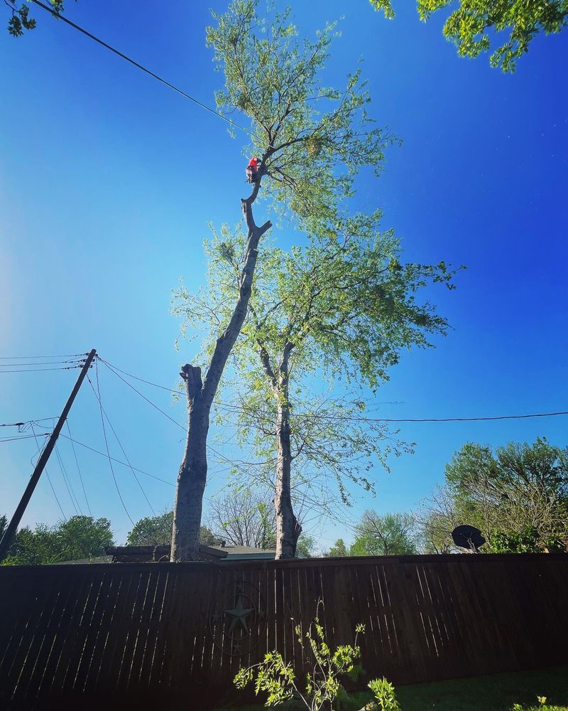 Tree Service for The S&L Good Fellas LLC in Irving, TX