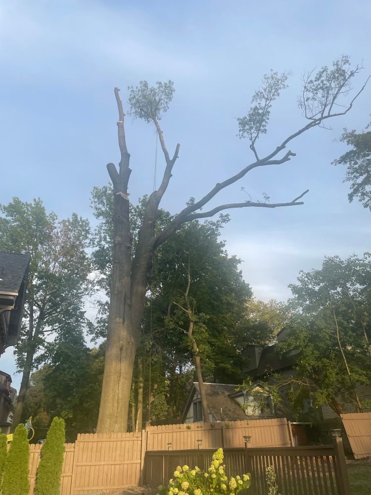 All Photos for TLC Professional Tree Service in Bedford, TX