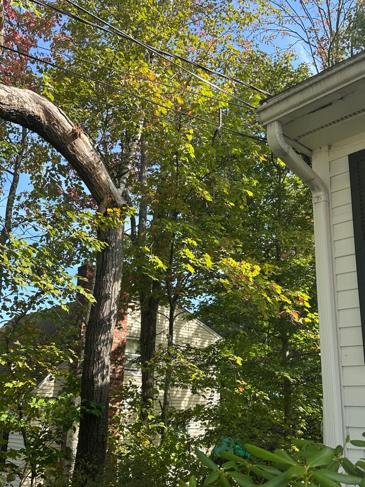 All Photos for Leaf and Limb in Townsend, MA