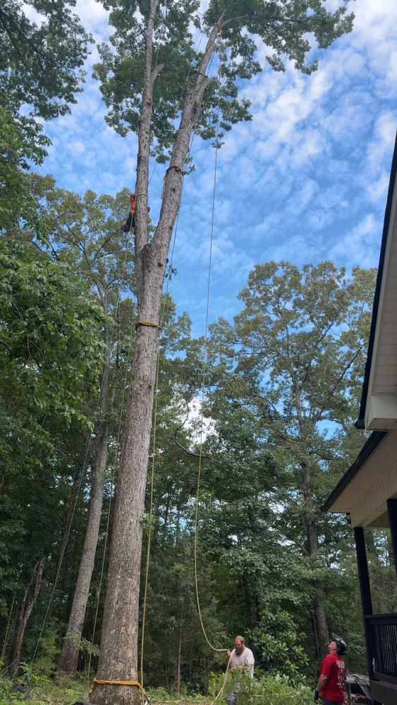 All Photos for Sasquatch Tree Services LLC in Spartanburg, SC