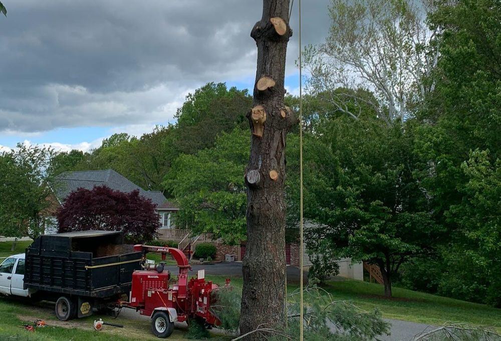 instagram for Branch Out Tree Care LLC in Fredericksburg, VA