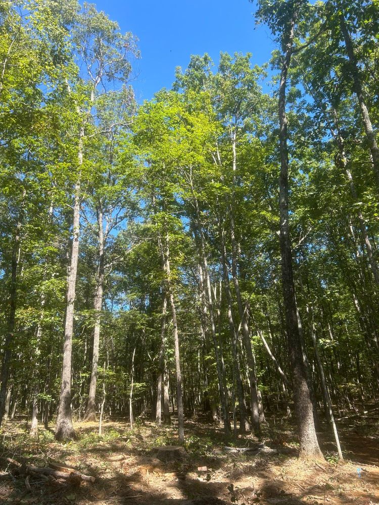 All Photos for McBee’s Tree Service in Sewanee, TN