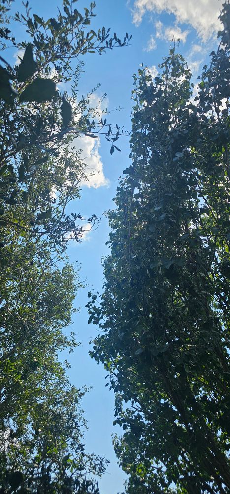 All Photos for Servin's Tree Care  in Houston, TX