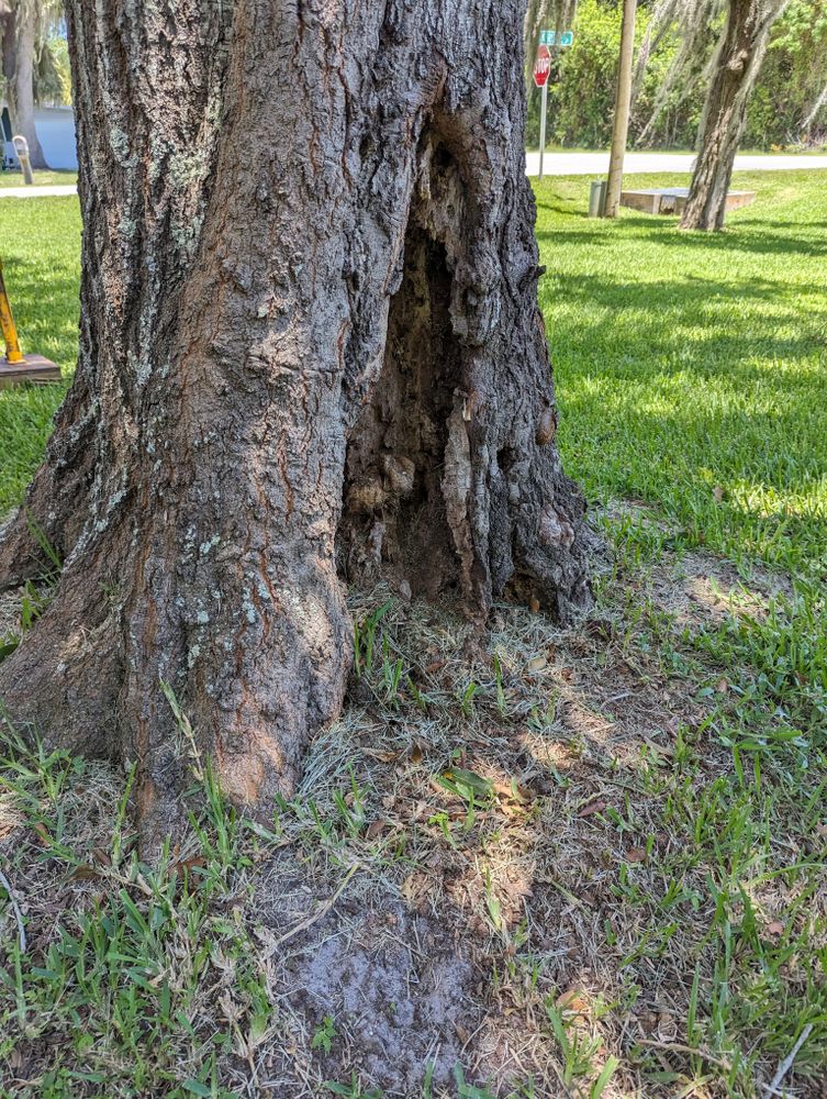 All Photos for Regal Tree Service and Stump Grinding in Wauchula, FL