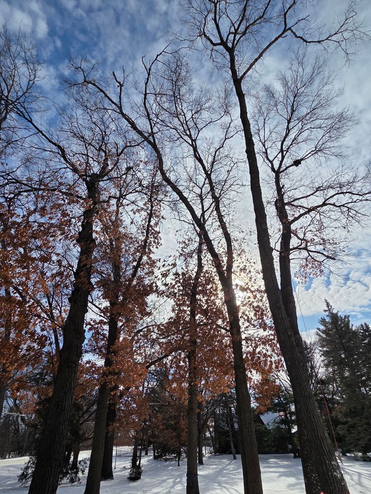 All Photos for K and Z Tree Care in Isanti County, MN