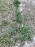 All Photos for Oviedo Land & Garden in Bastrop, TX